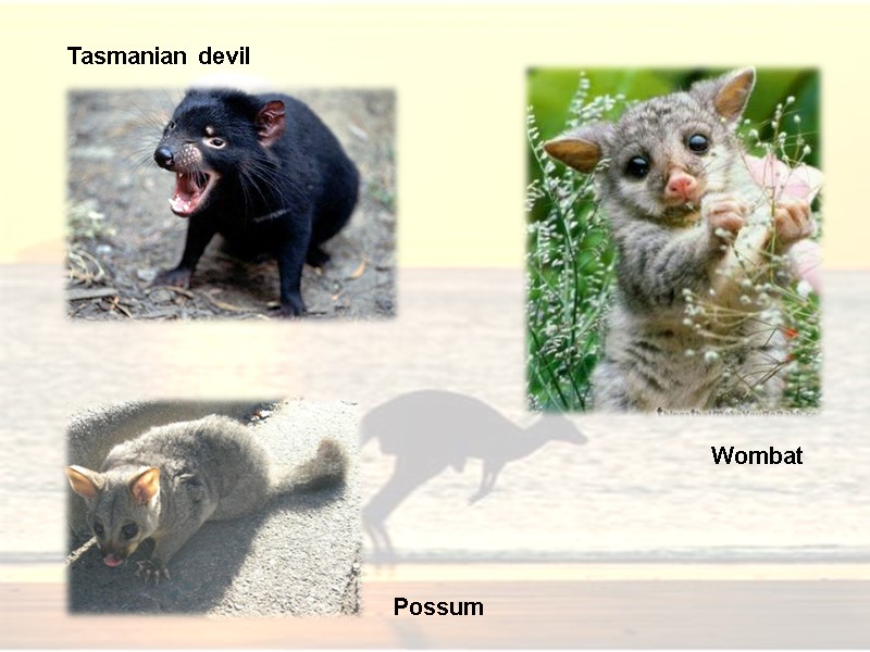 Tasmanian devil Wombat Possum